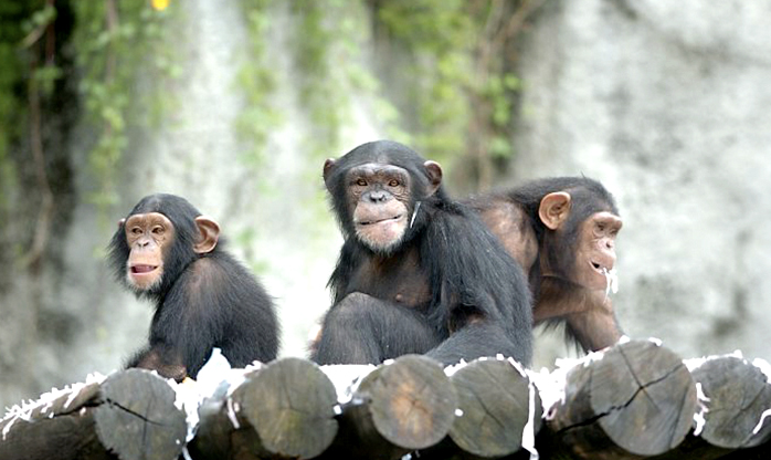 Zoo, Safári e Jardim Botânico são fechados em SP após morte de macaco