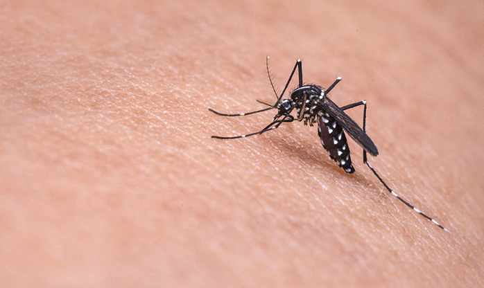 CCZ de Embu das Artes intensifica campanha contra o Aedes aegypti