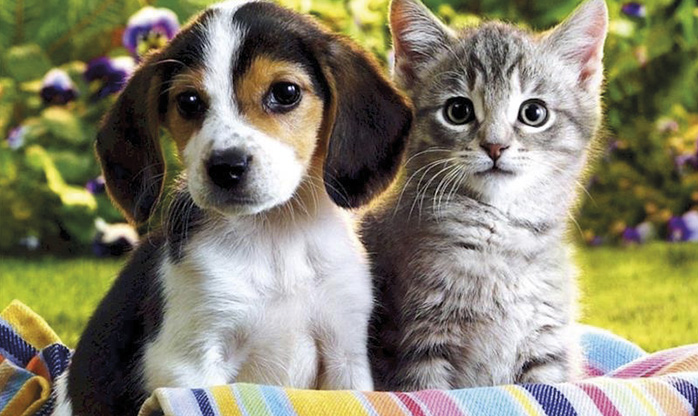 Em Barueri: Agendamento para castração de cães e gatos está aberto