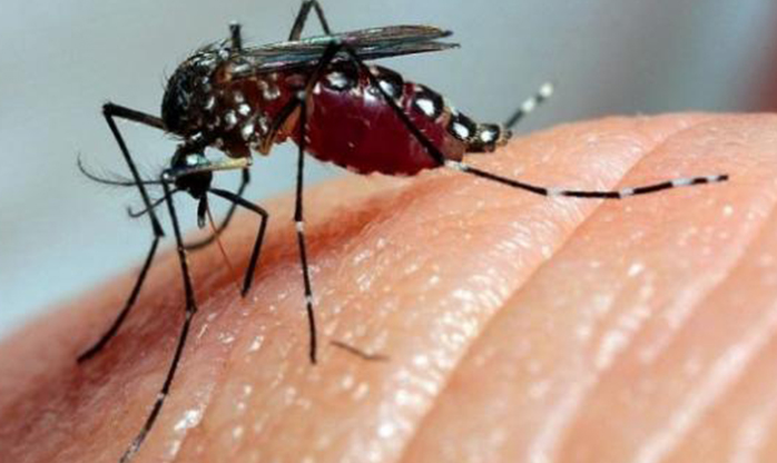 Doenças causadas por carrapatos, pulgas e mosquito triplicaram nos EUA
