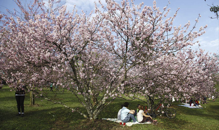 38ª Festa das Cerejeiras do  Parque do Carmo acontece em agosto