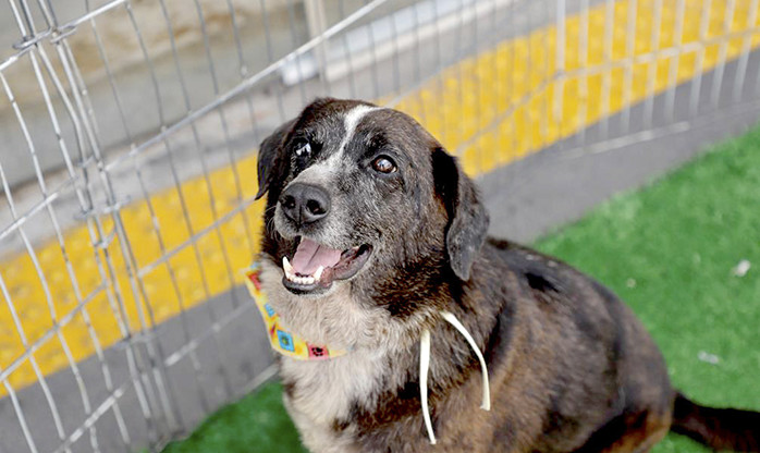 Feiras de adoção de pets retornam a partir do dia 03 de setembro