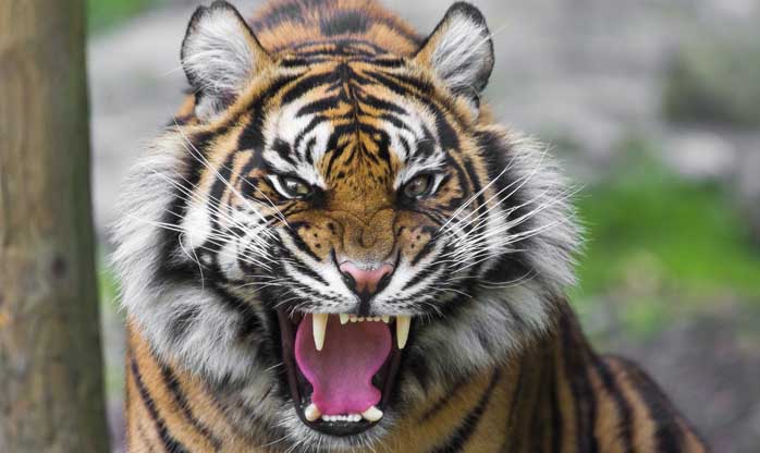 Tigres atacam e matam uma mulher em um zoológico da China