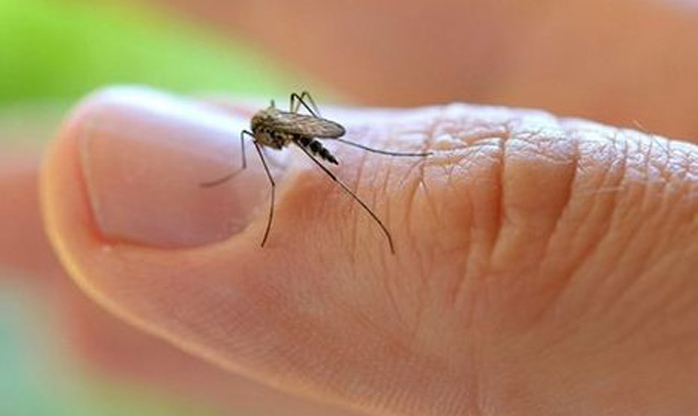 Fiocruz aponta possibilidade de transmissão do zika vírus através de pernilongos comuns