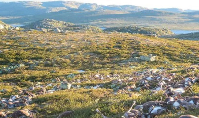 Raio mata mais de 300 renas na Noruega — de uma só vez