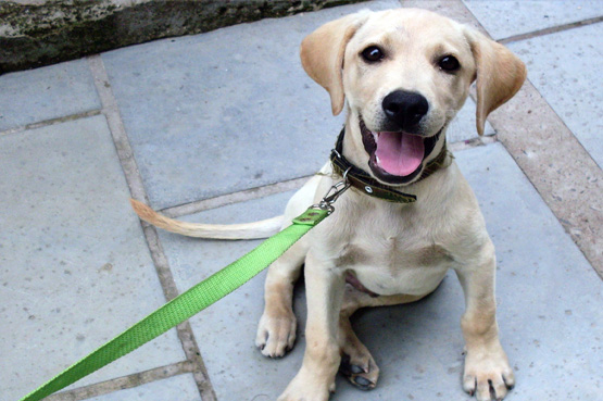 Projeto reúne voluntários que queiram levar cães que estão à espera de adoção para passear