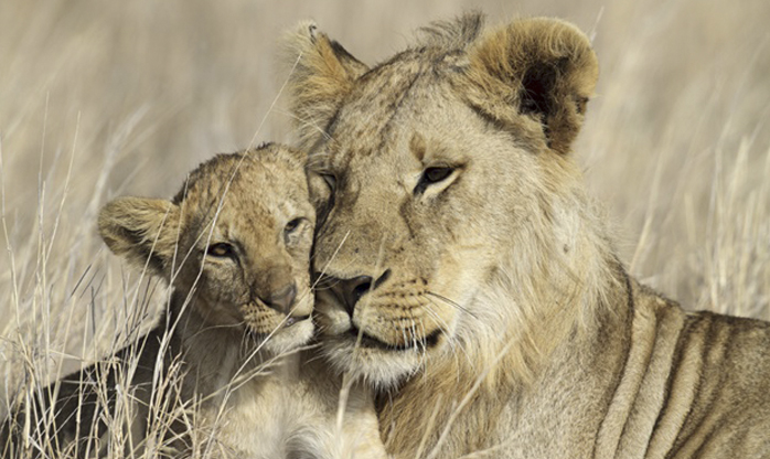 Nova lei americana pode proteger leões na África do Sul