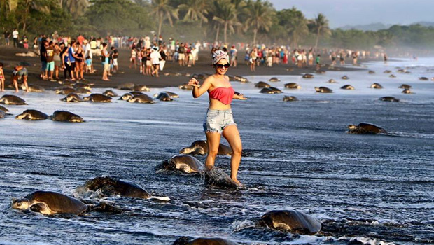 Turistas na Costa Rica perturbam e impedem nidificação de Tartarugas marinhas
