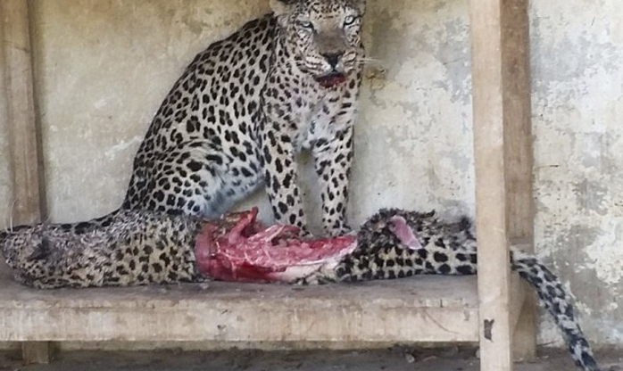 Animais comem semelhantes para sobreviverem em zoológico abandonado