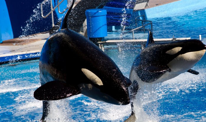 Parque SeaWorld deixará de fazer espetáculos com orcas 