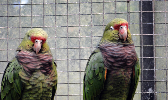 Conheça o papagaio de peito roxo, ave que sofre grave ameaça de extinção