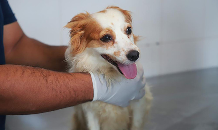 Agendamento de castração de pets chega no dia 07 de janeiro em Barueri