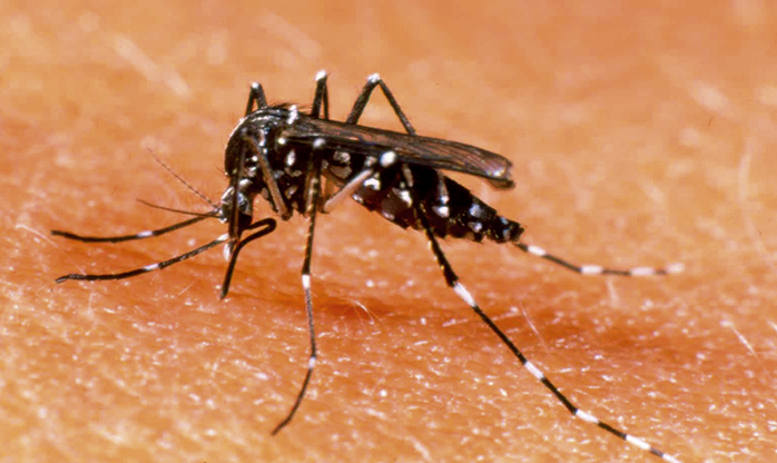 Inibidor do vírus Zika deve levar 10 anos para ser produzido em larga escala