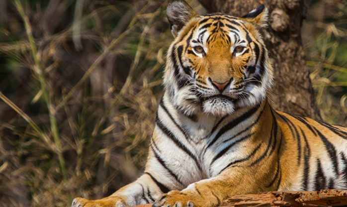 Considerados extintos, tigres selvagens devem passar por reinserção no Camboja