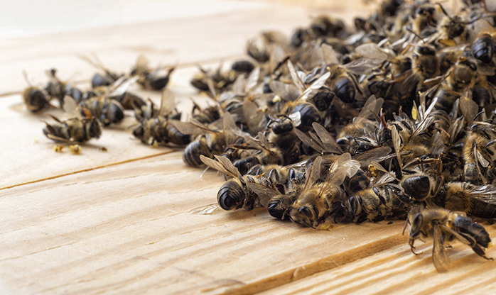 O agrotóxico que matou 50 milhões de abelhas em Santa Catarina em um só mês