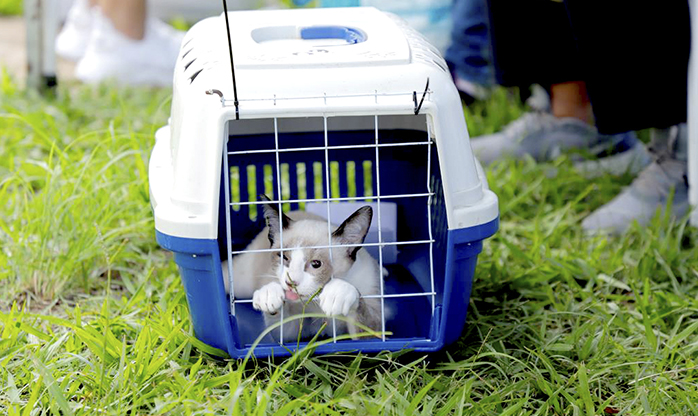 Prefeitura de Barueri abre agenda de castração gratuita para mais de 300 cães e gatos em julho