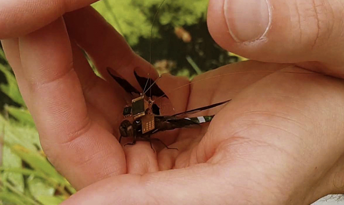 Esta libélula ciborgue é o menor drone do mundo