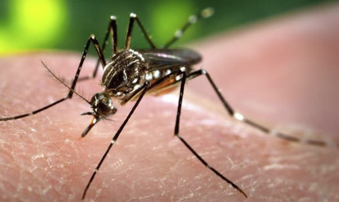 Dilma convoca ministros para discutir combate ao Aedes aegypti