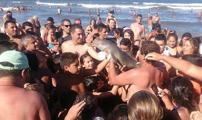 Filhote de golfinho morre após ser retirado do mar para turistas fazerem selfie