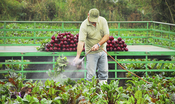 Agricultores focam nos produtos orgânicos para aumentar lucros