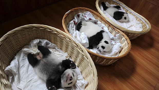 China comemora nascimento de bebês pandas