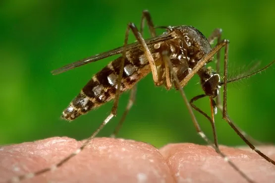 Gravidez, zika vírus e microcefalia: saiba como se proteger