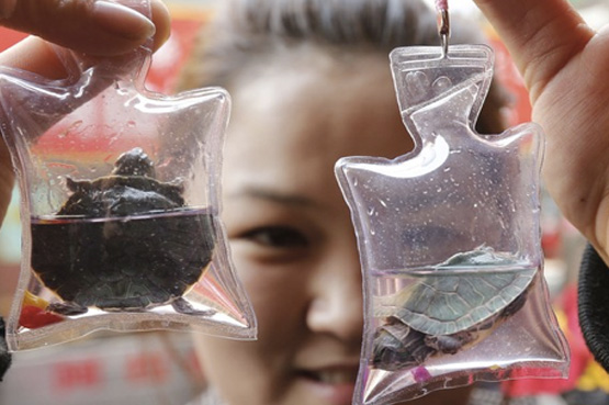 China comercializa chaveiros com animais vivos dentro de sacos plásticos